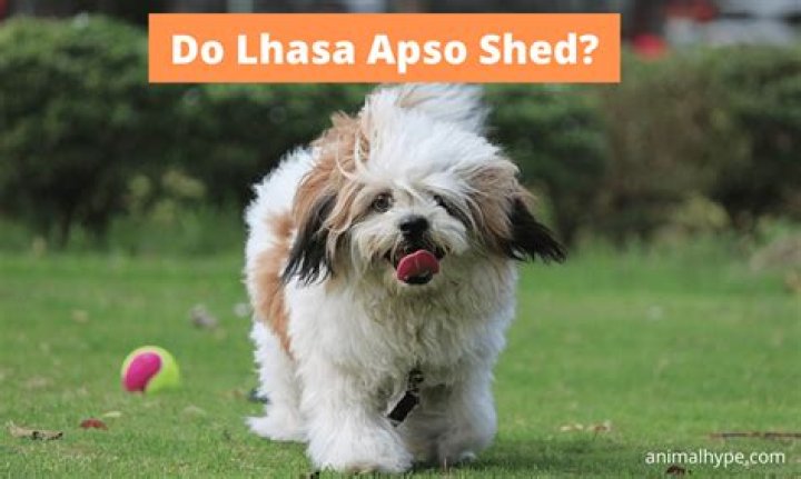 When do lhasa apsos shed?