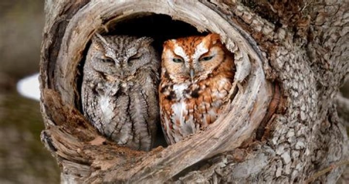 When do owls screech?