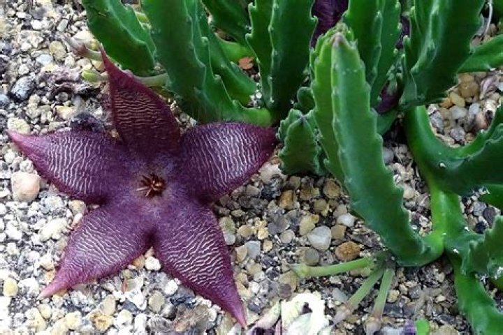 When do stapelia flower?