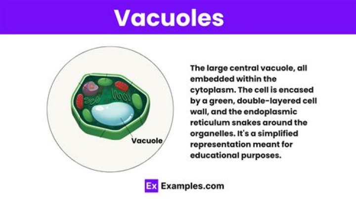 When do vacuoles do?