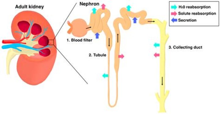 When does filtration occur in the nephron?