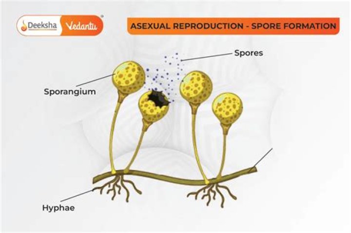 When does heterospory occur?
