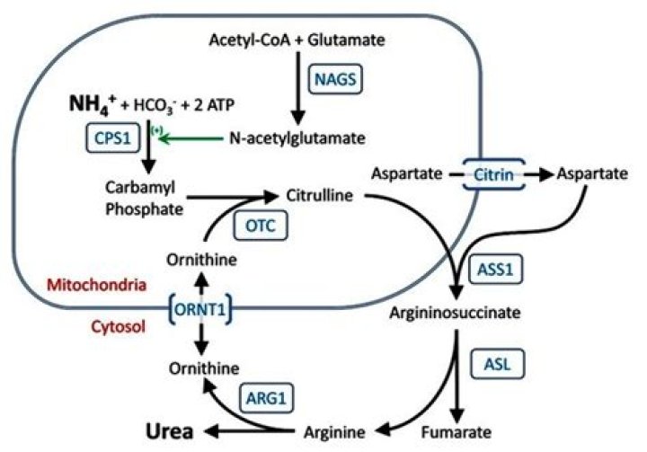 When does ornithine transcarbamylase deficiency occur?