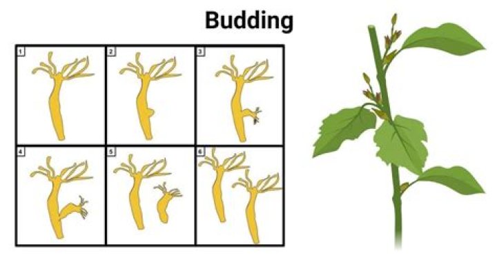 When is budding done?