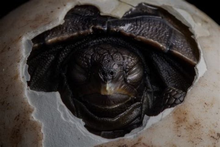 When is tortoise acquisition?