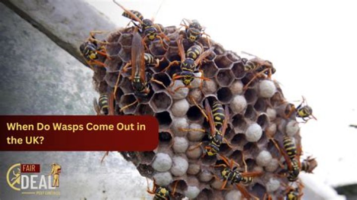 When is wasp season uk?