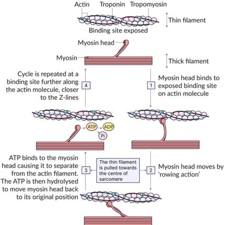 When myosin breaks atp it?