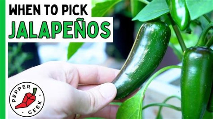 When should i pick my jalapenos?