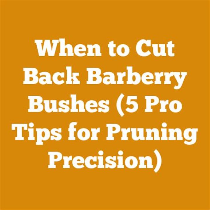 When to cut back barberry?