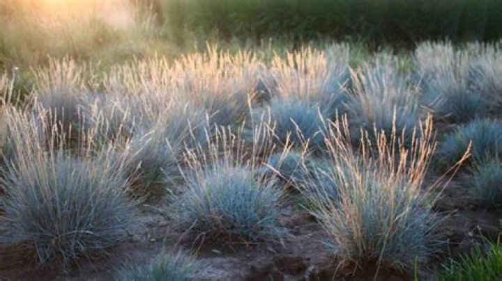 When to cut back blue fescue?