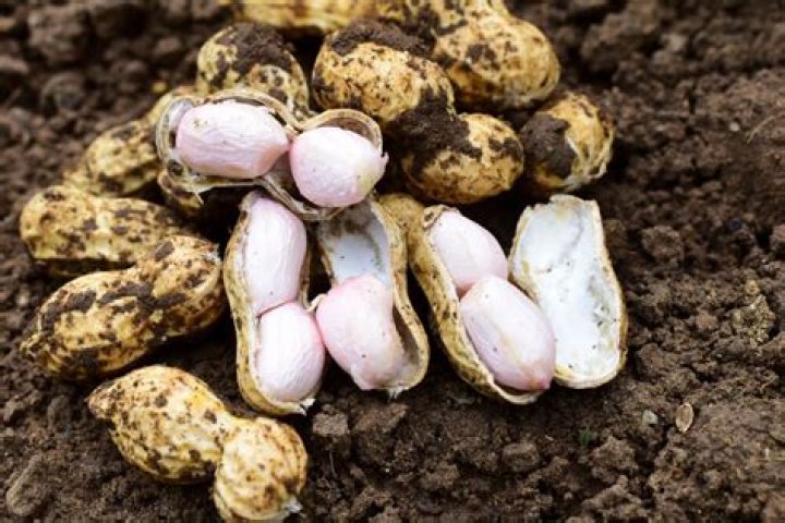 When to eat groundnut?