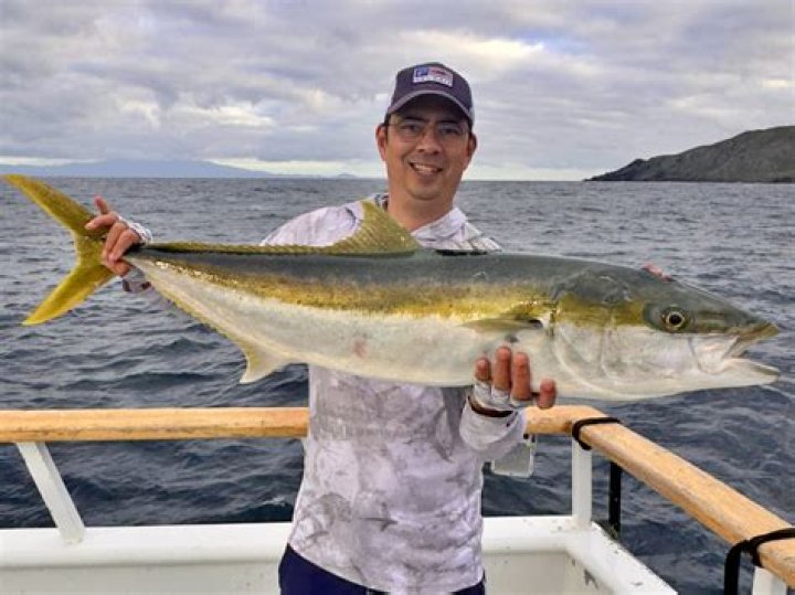When to fish for yellowtail?