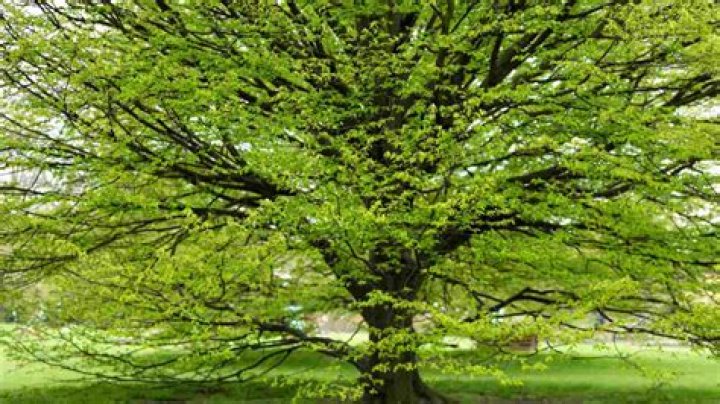 When to plant hornbeams?
