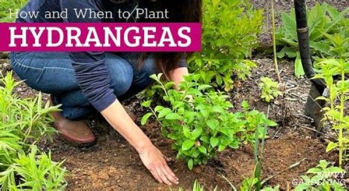 When to plant hydrangeas?