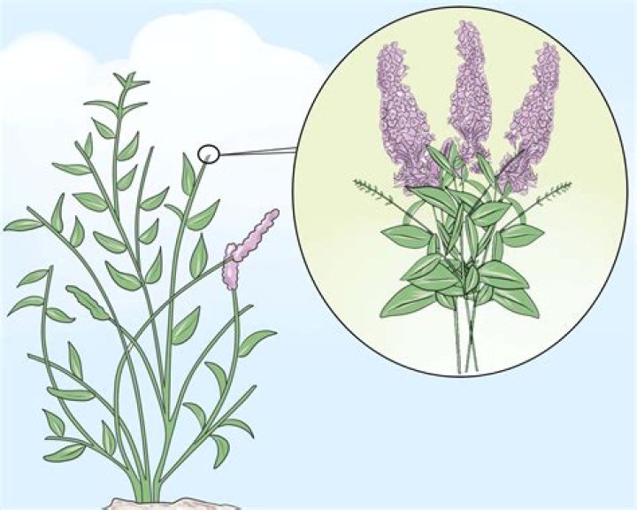 When to prune whirling butterflies?