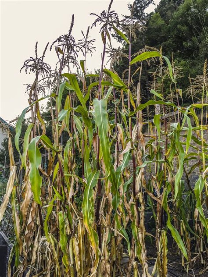 When to remove corn stalks?