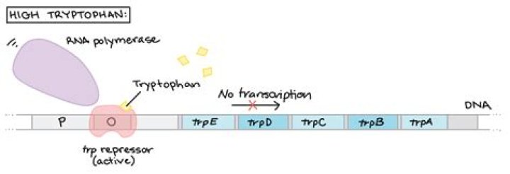 When tryptophan is present?