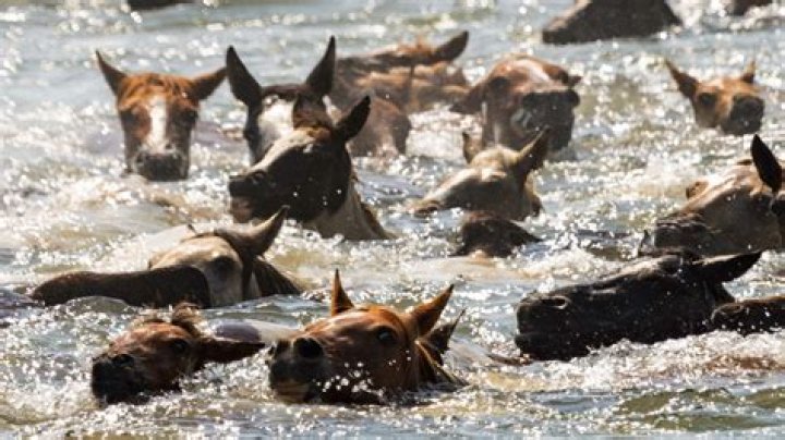 When was chincoteague founded?