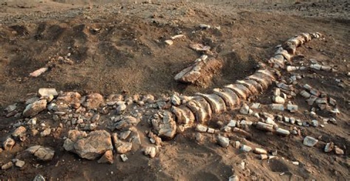 When were bones discovered?