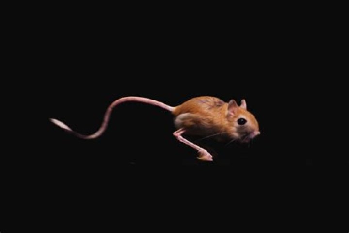 When were jerboas discovered?