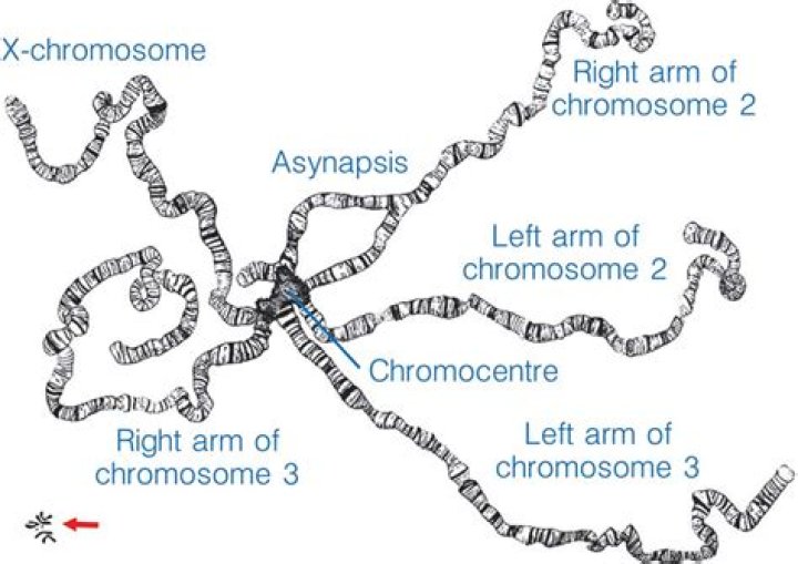 Where are drosophila chromosomes located?
