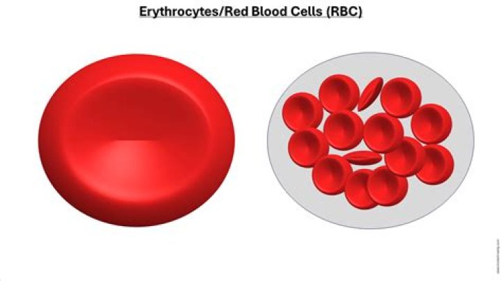 Where are erythrocytes stored?