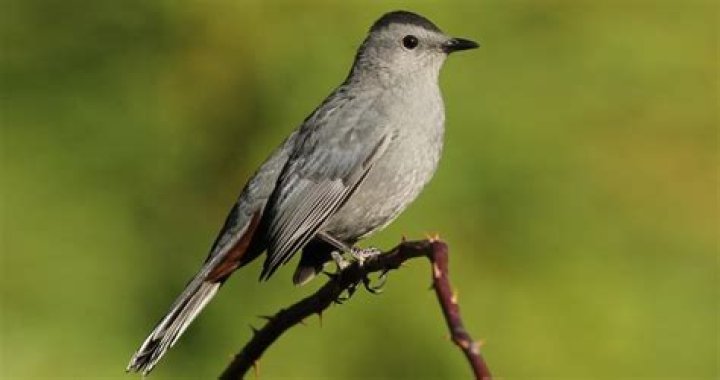 Where are grey catbirds found?