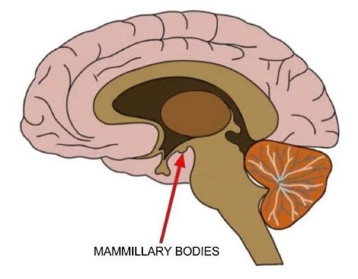 Where are mammillary found?
