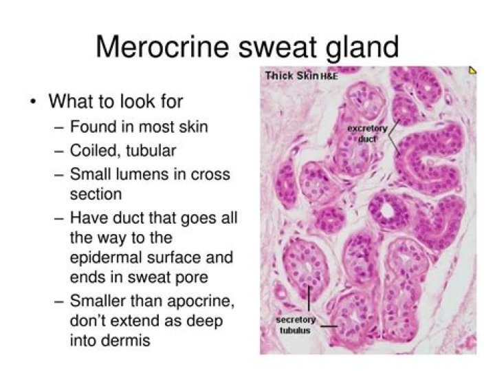 Where are merocrine glands?