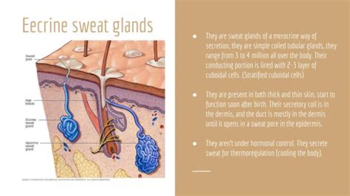 Where are merocrine sweat glands located?