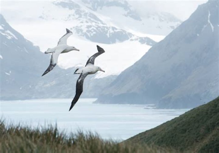 Where do albatrosses live?