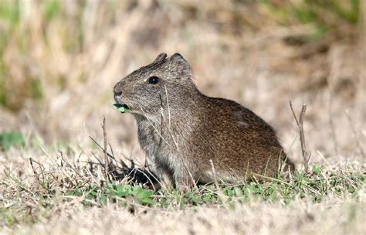 Where do cavies live?