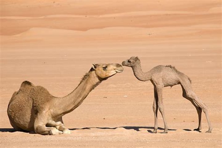 Where do dromedary camels come from?