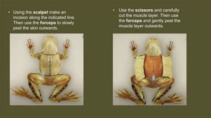 Where do frogs for dissection come from?