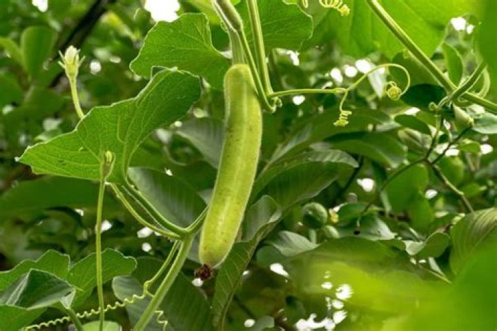 Where do gourds come from?