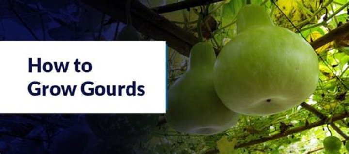 Where do gourds grow naturally?