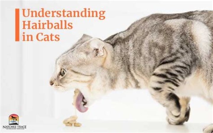Where do hairballs form in cats?