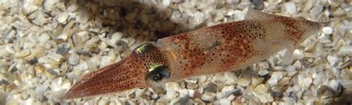 Where do longfin squid live?