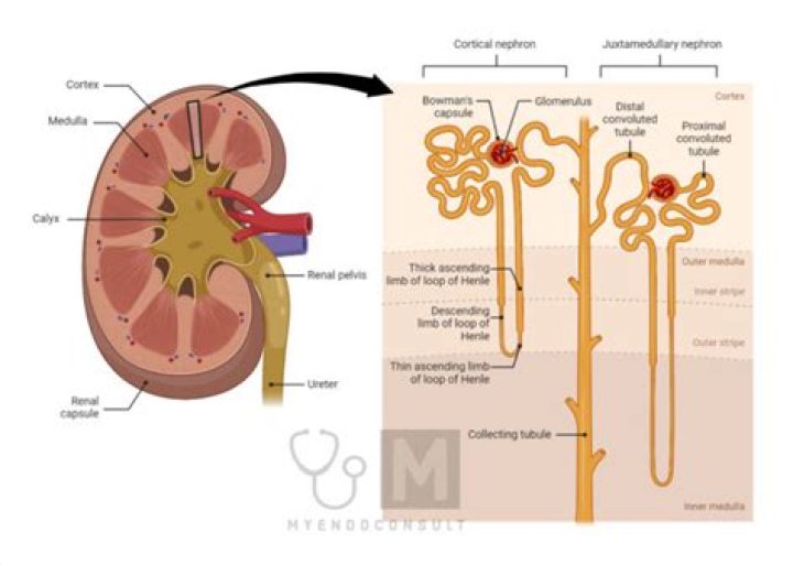 Where do nephrons discharge their contents?