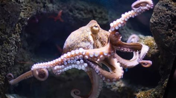 Where do octopus live?
