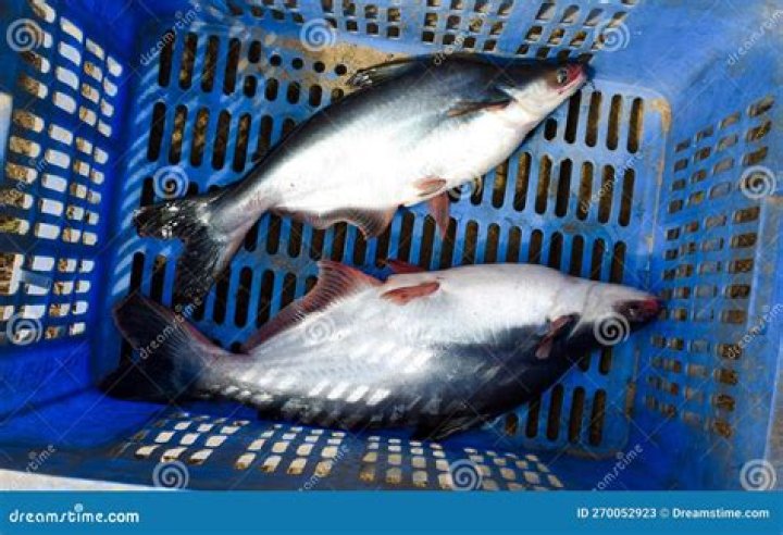 Where do pangasius fish come from?