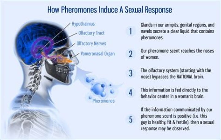 Where do pheromones come from?