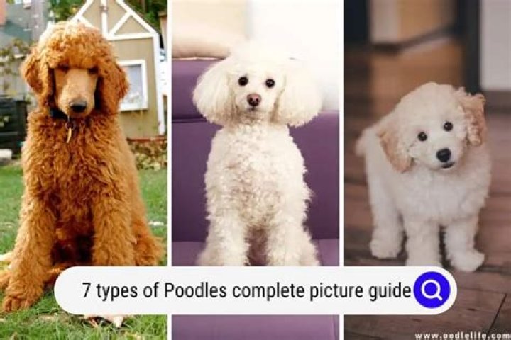 Where do poodle come from?