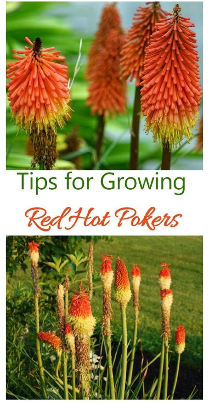 Where do red hot pokers come from?