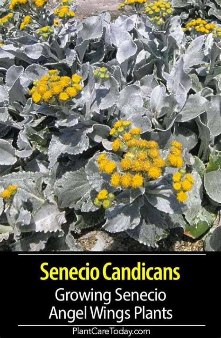Where do senecio angel wings grow?