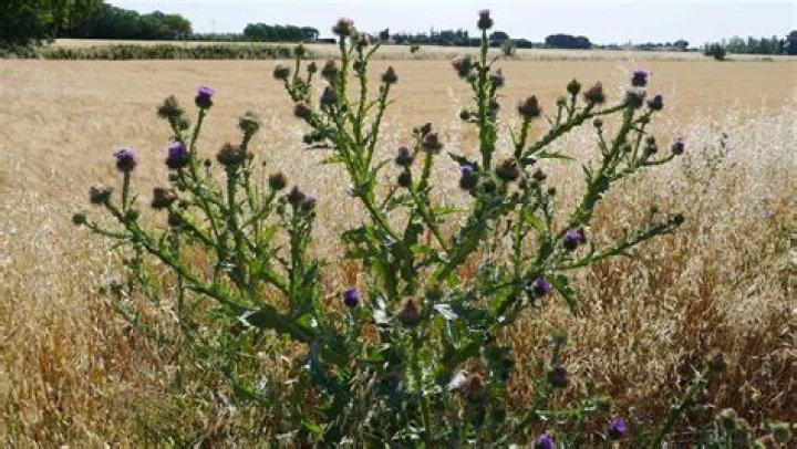 Where do thistles originate?