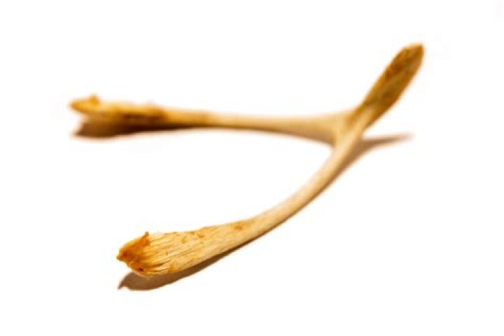 Where do wishbones come from?