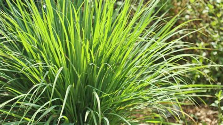 Where does citronella come from?