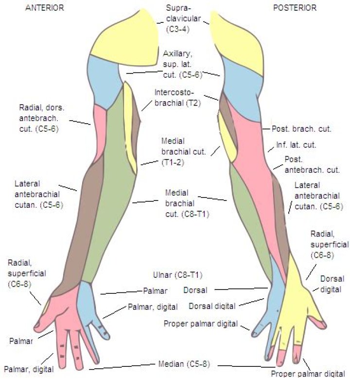 Where does numbness occur?