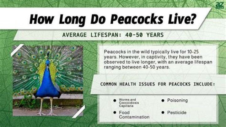 Where does peacocks live?